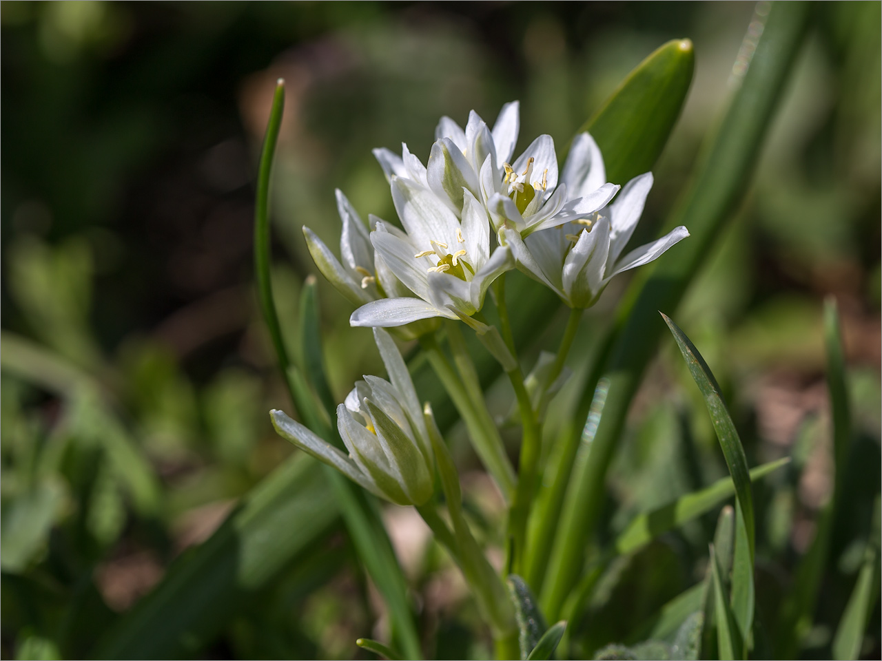 Изображение особи Ornithogalum balansae.