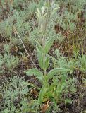 Silene viscosa