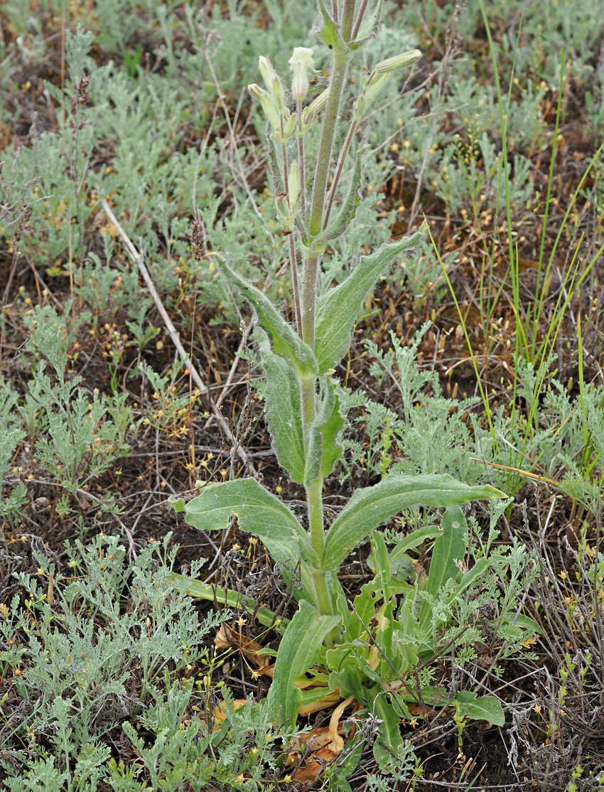 Image of Silene viscosa specimen.