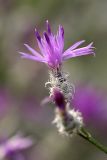 Centaurea pseudosquarrosa. Соцветие. Южный Казахстан, нижний Боролдай, 2 км выше пос. Коктюбе. 23.06.2010.