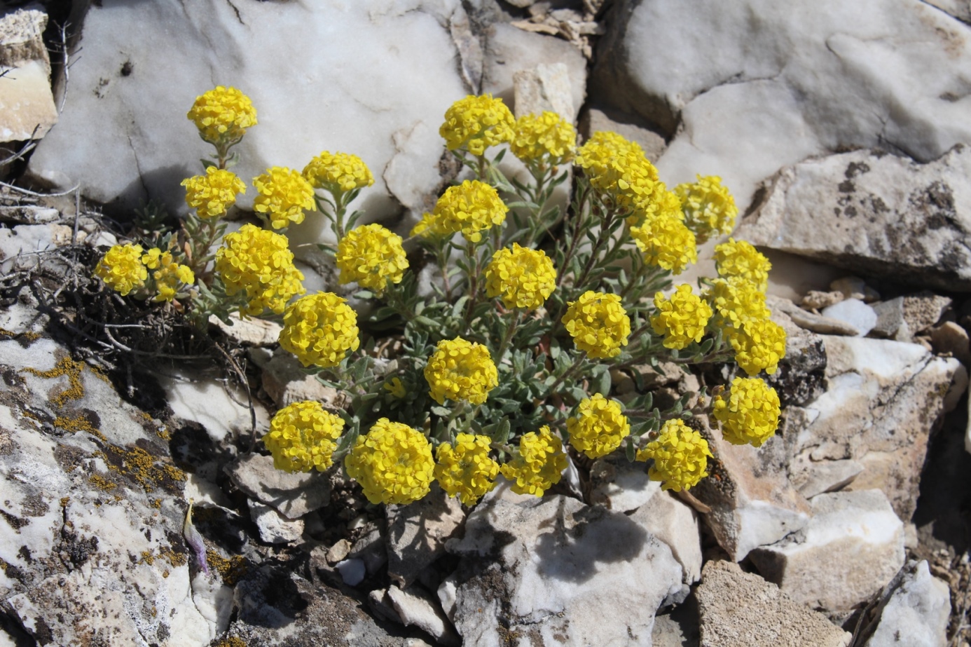 Изображение особи Alyssum lenense.