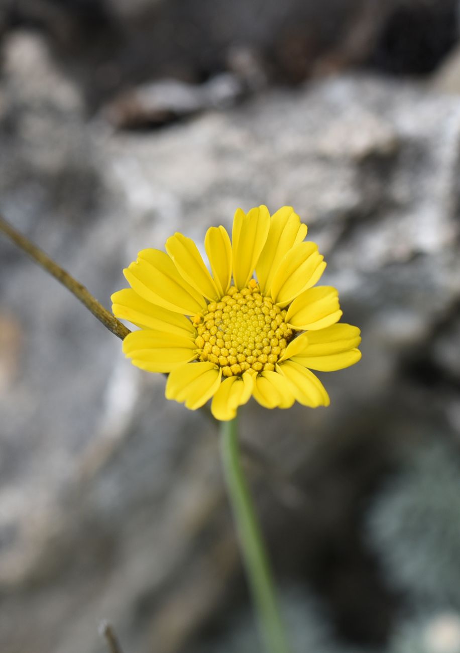 Image of Anthemis marschalliana ssp. pectinata specimen.
