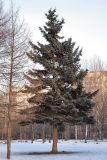 Picea pungens f. glauca