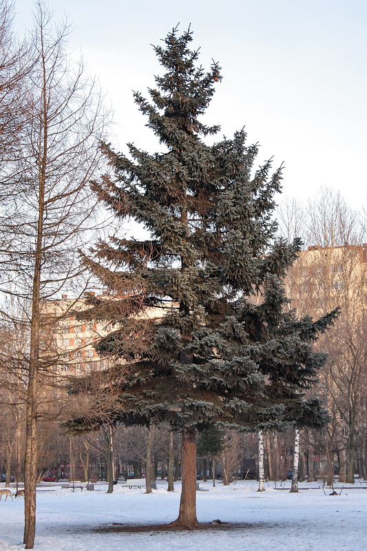 Image of Picea pungens f. glauca specimen.