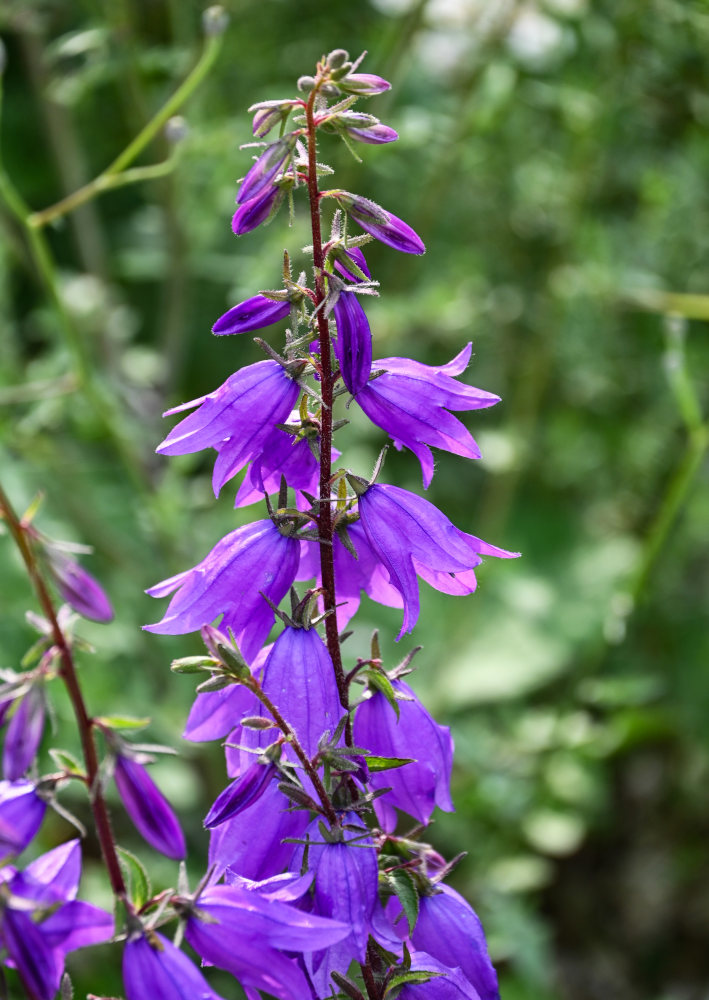 Изображение особи Campanula rapunculoides.