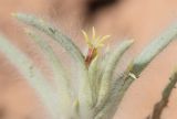Halimocnemis mollissima