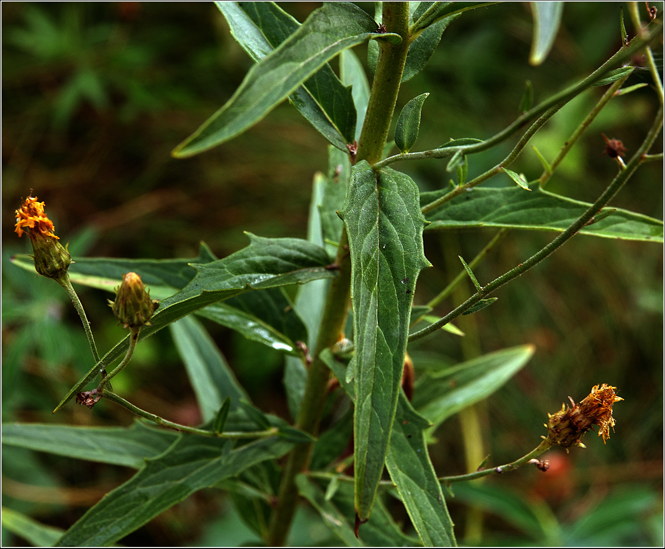 Image of Hieracium umbellatum specimen.