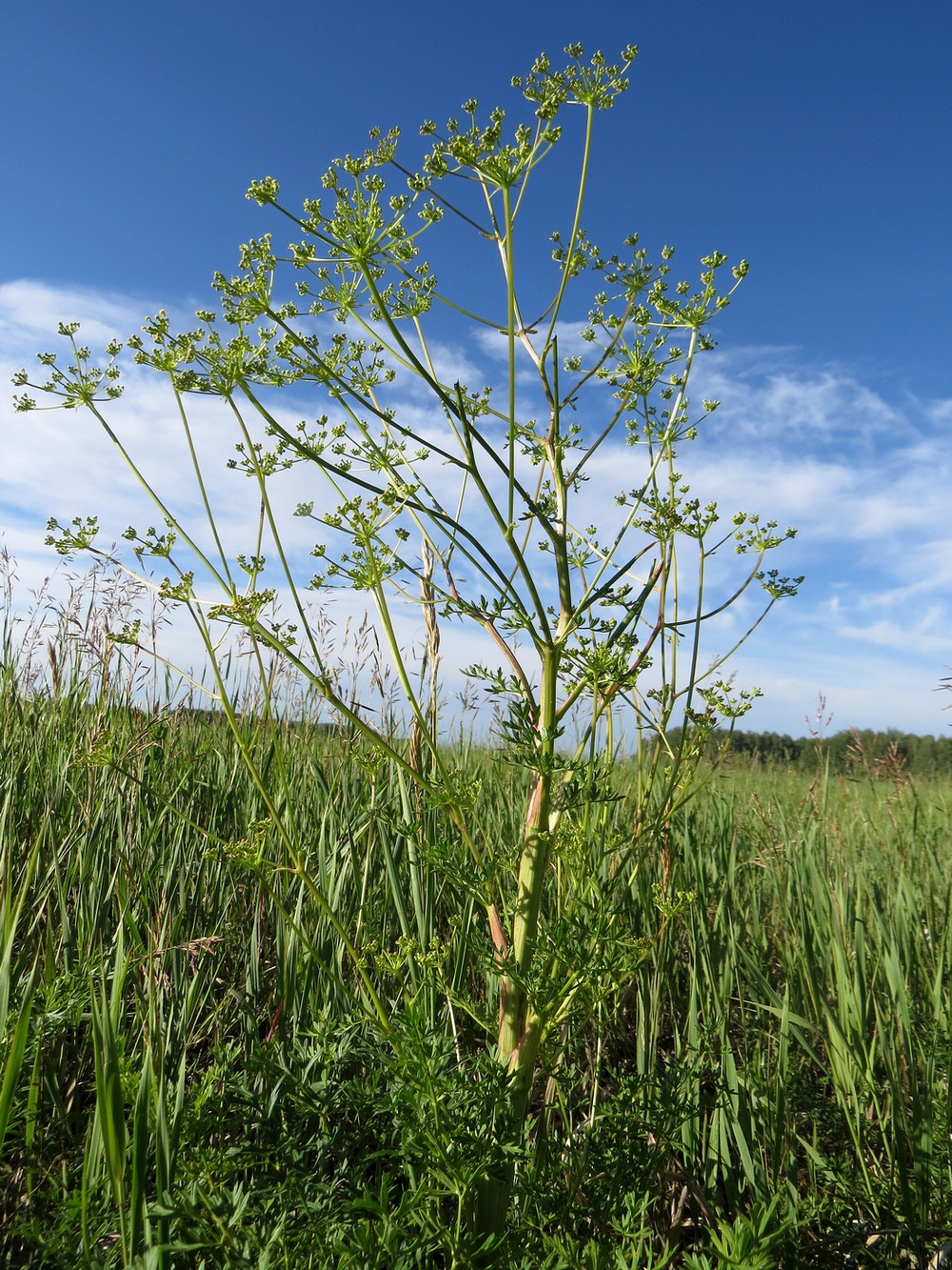 Изображение особи Xanthoselinum alsaticum.