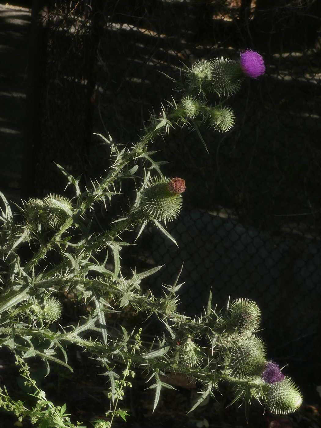 Изображение особи Cirsium vulgare.