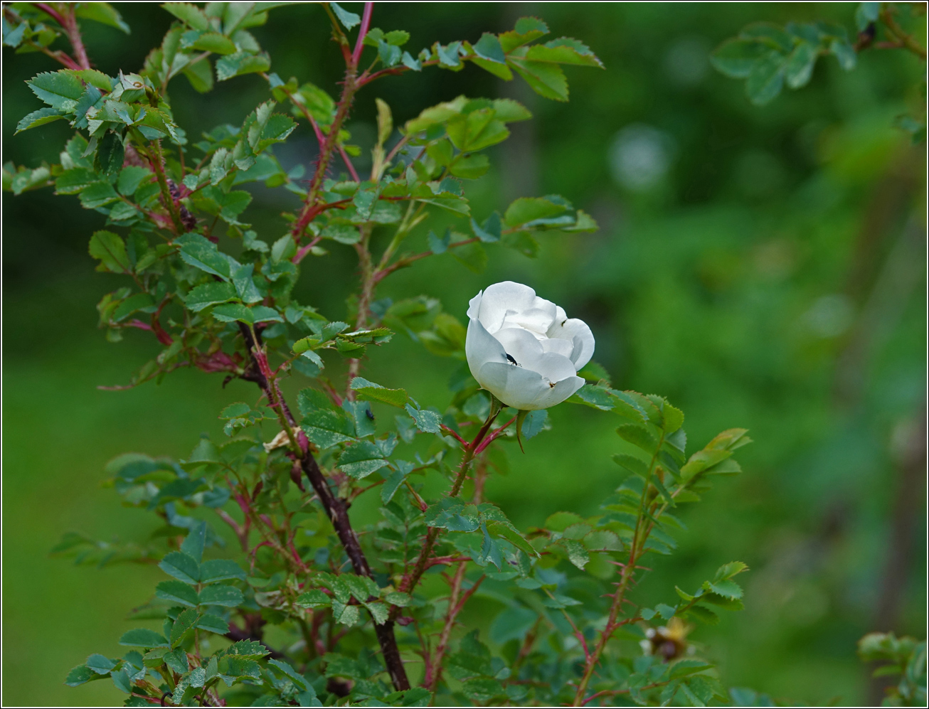 Изображение особи Rosa spinosissima.