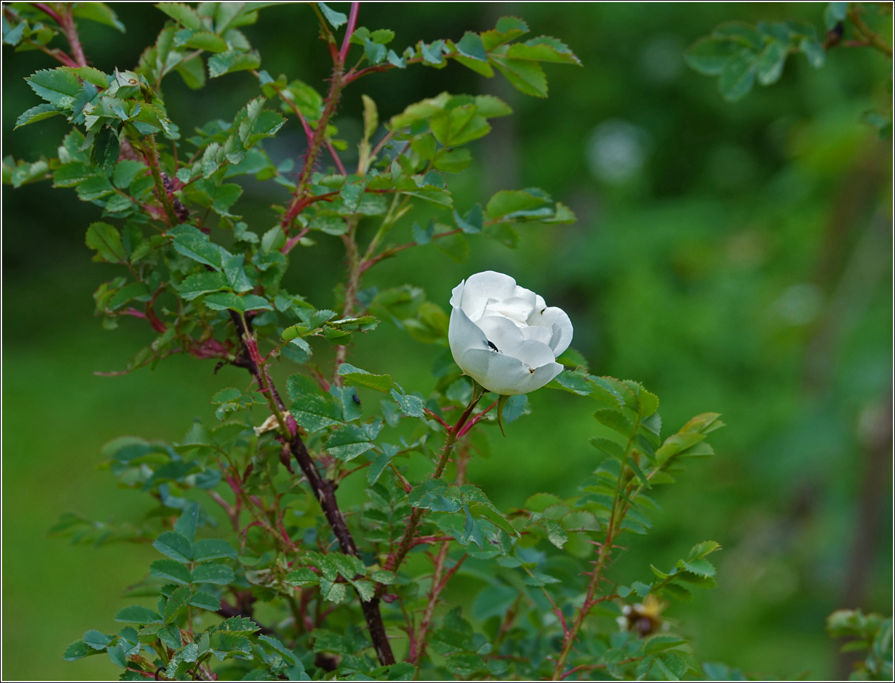 Image of Rosa spinosissima specimen.