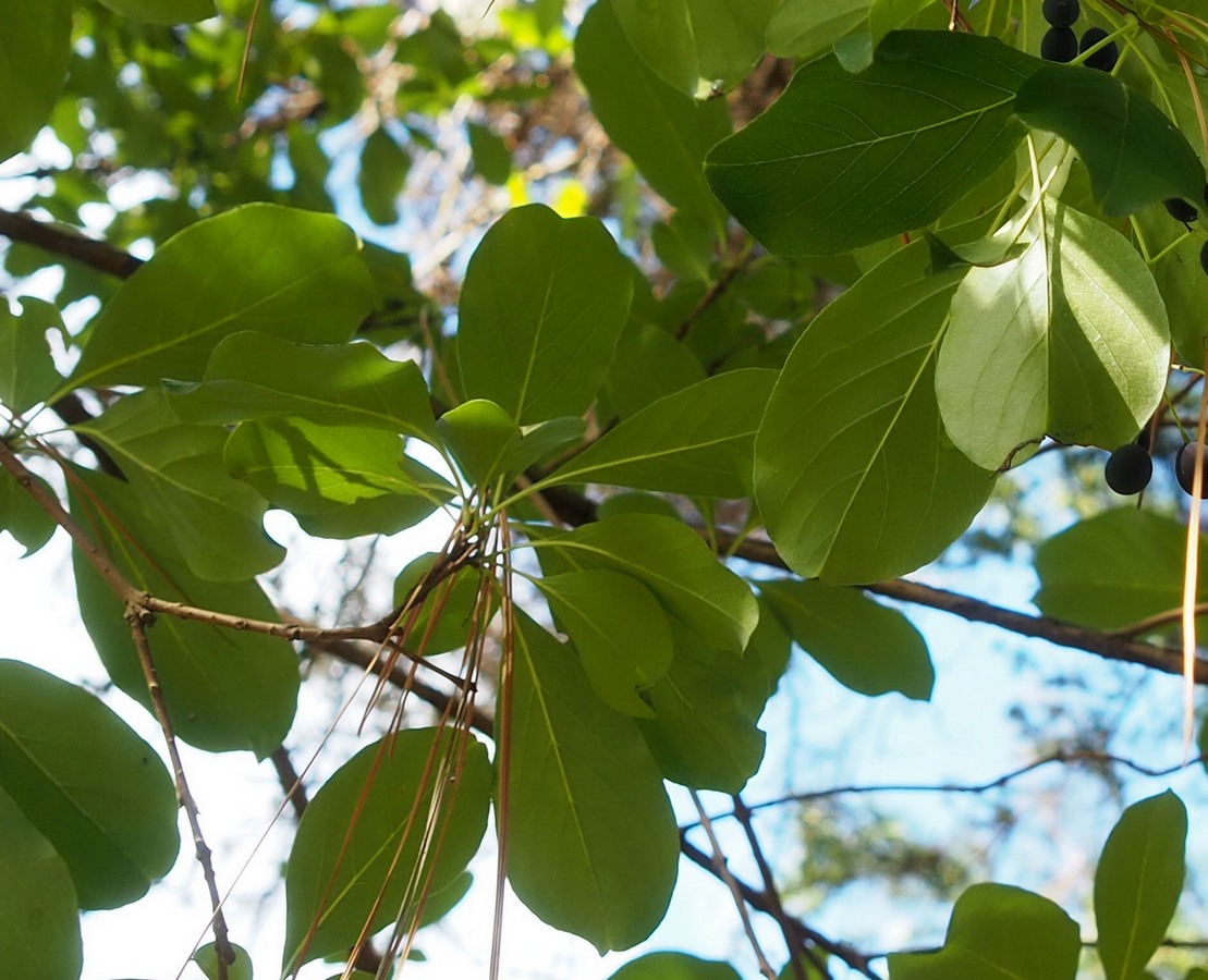 Image of Chionanthus retusus specimen.