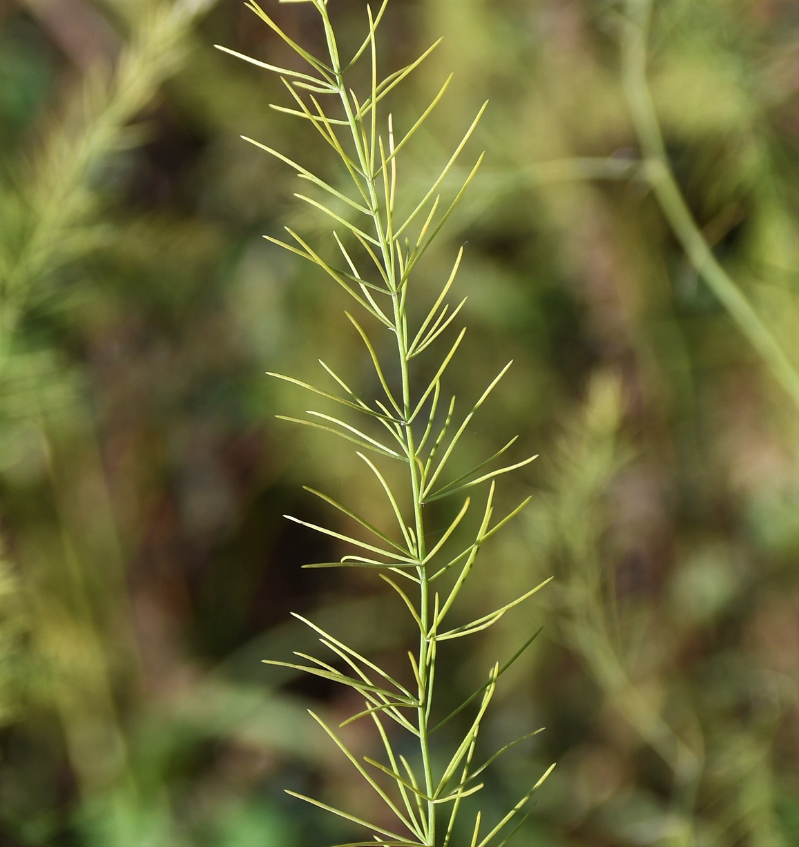 Изображение особи Asparagus officinalis.