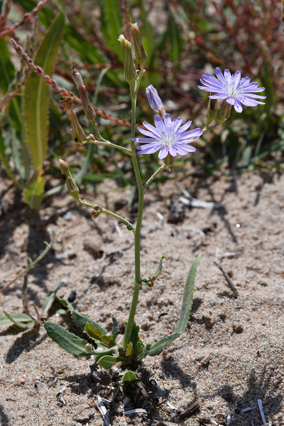 Image of Lactuca tatarica specimen.