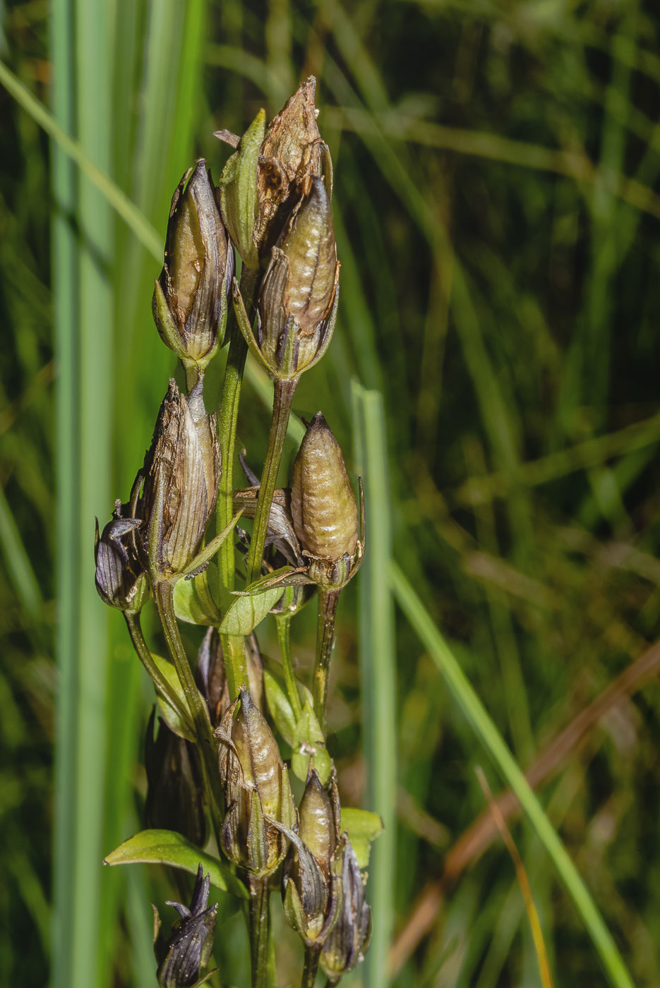 Image of Swertia perennis specimen.