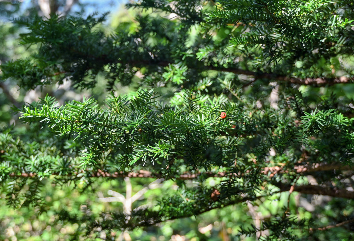 Изображение особи Taxus cuspidata.