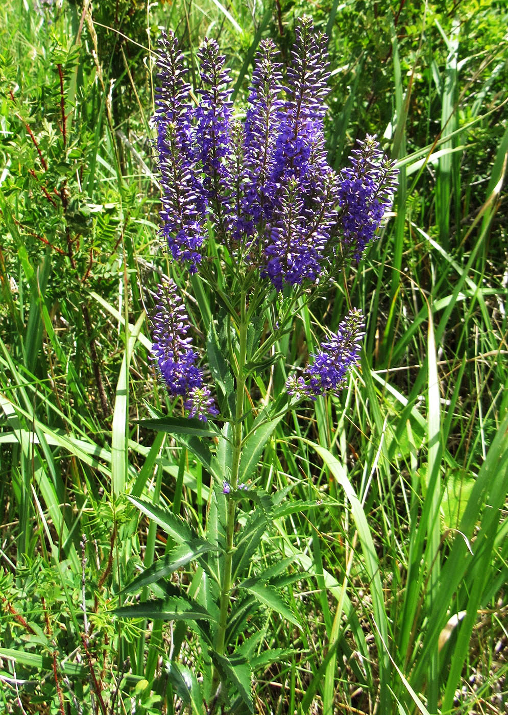 Image of Veronica spuria specimen.