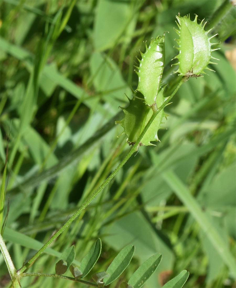 Image of Astragalus schmalhausenii specimen.