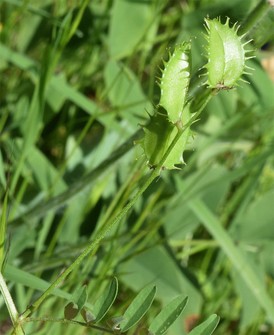 Изображение особи Astragalus schmalhausenii.