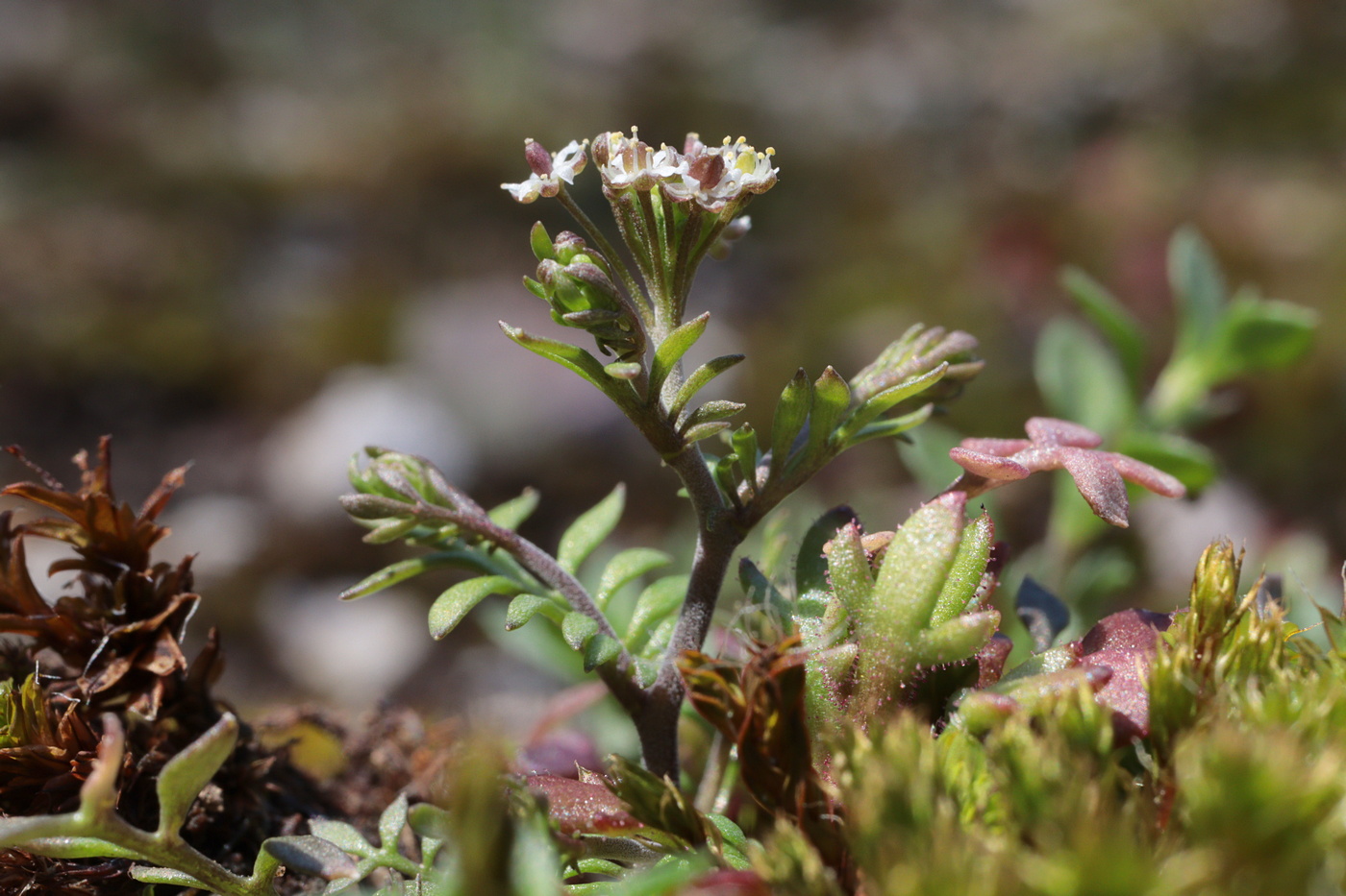 Изображение особи Hornungia petraea.