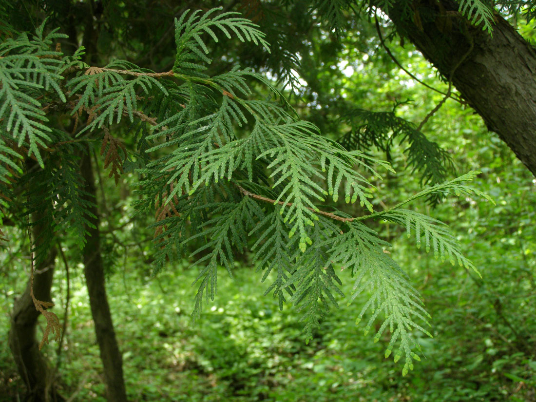 Изображение особи Thuja koraiensis.