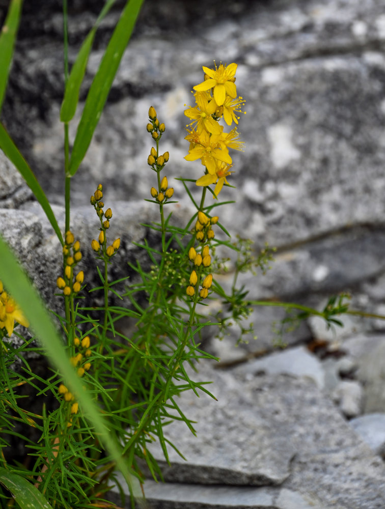 Изображение особи Hypericum lydium.