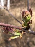 Sambucus sibirica