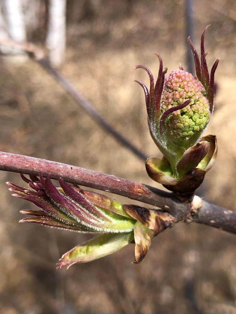 Image of Sambucus sibirica specimen.
