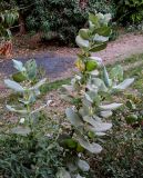 Calotropis procera