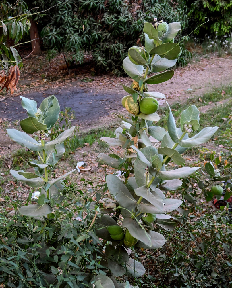 Изображение особи Calotropis procera.