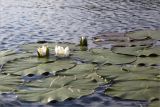 Nymphaea candida