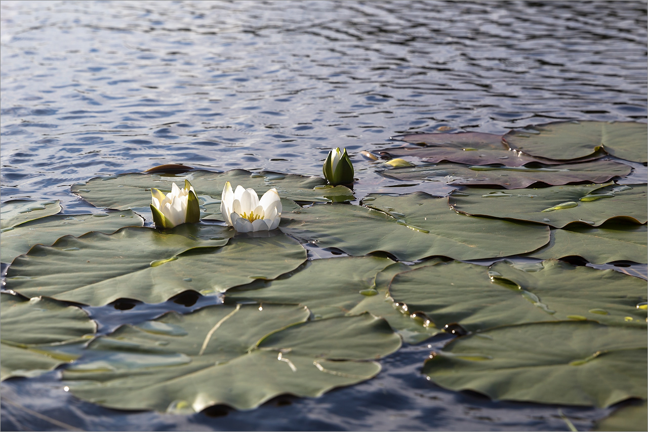 Image of Nymphaea candida specimen.