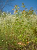 Oenothera glazioviana. Цветущее растение. Краснодарский край, Крымский р-н, окр. станицы Неберджаевская, берег р. Неберджай, приречный разнотравно-злаковый луг. 24.06.2023.