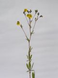 Potentilla astracanica