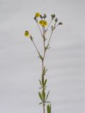 Potentilla astracanica. Верхушка цветущего растения. Республика Молдова, пригород Кишинёва. 30 мая 2010 г.