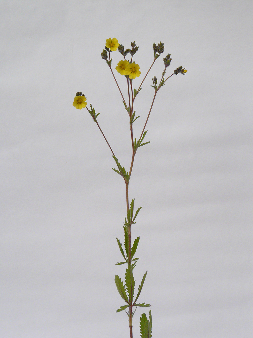 Image of Potentilla astracanica specimen.