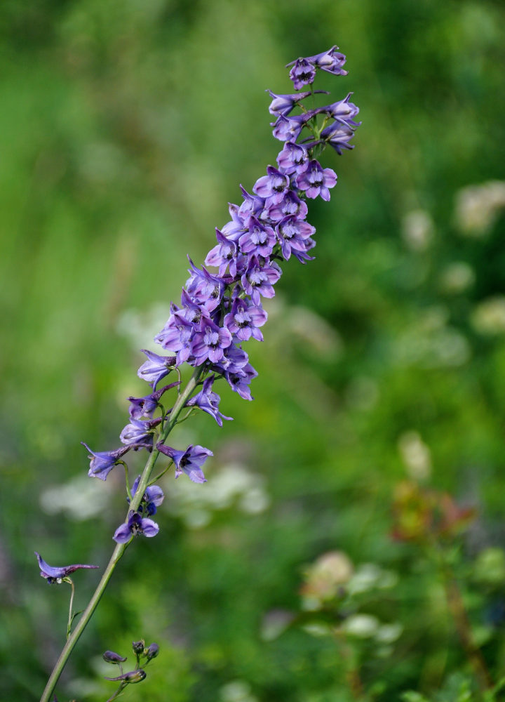 Изображение особи Delphinium elatum.