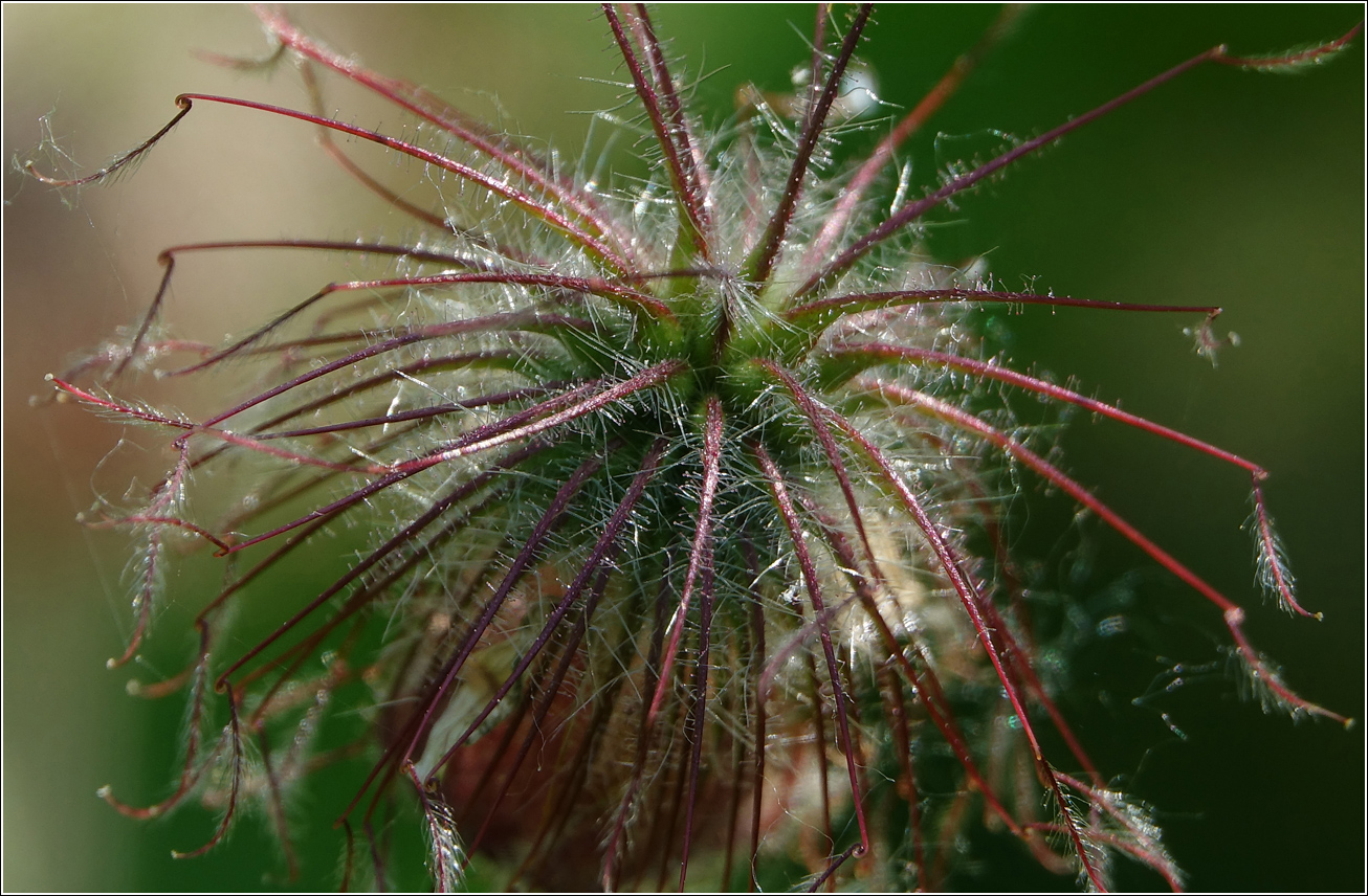 Image of Geum rivale specimen.