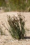 Juncus alpino-articulatus