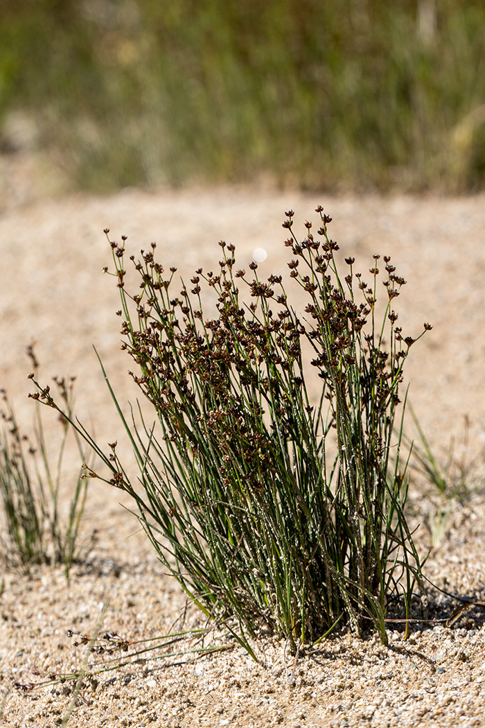 Изображение особи Juncus alpino-articulatus.