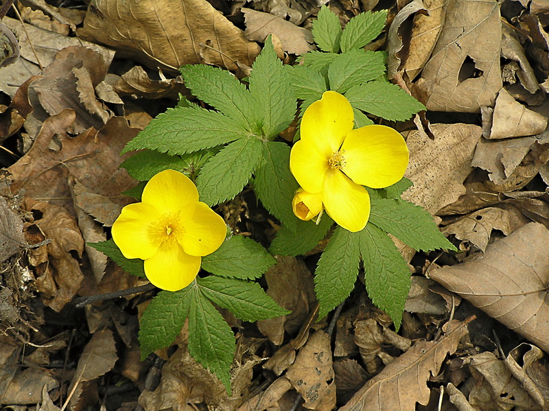 Image of Hylomecon vernalis specimen.