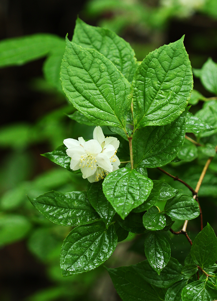 Image of Philadelphus tenuifolius specimen.