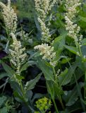 Beta corolliflora. Верхушки побегов с соцветиями. Армения, обл. Арагацотн, гора Арагац, ущелье р. Аркашен, крепость Амберд, ≈ 2300 м н.у.м., каменистый участок лугового склона. 20.06.2022.