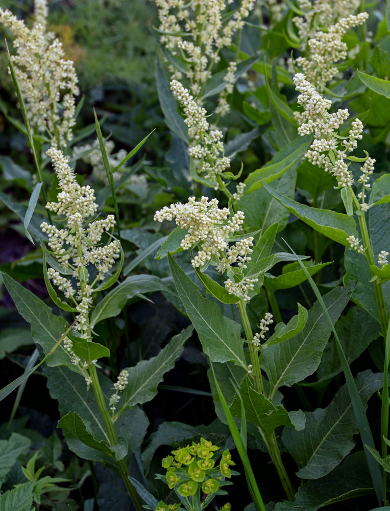 Image of Beta corolliflora specimen.