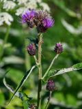 Cirsium helenioides