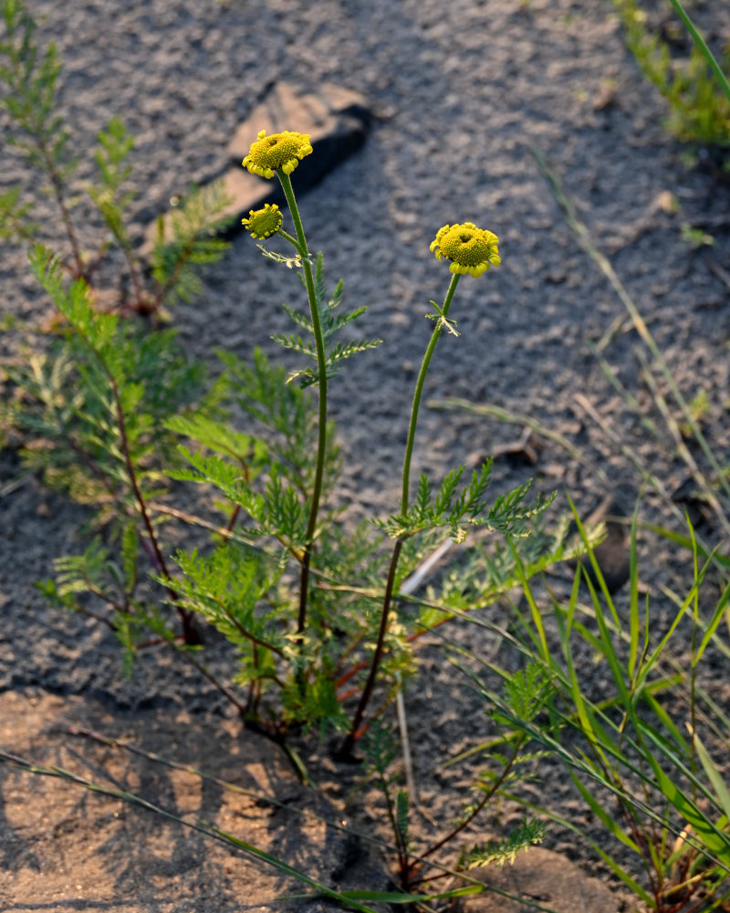 Изображение особи Tanacetum bipinnatum.