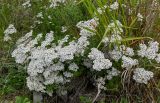 Achillea ptarmicifolia. Цветущие растения в сообществе с Poaceae. Чечня, Веденский р-н, берег оз. Кезенойам, ≈ 1800 м н.у.м., луговой склон. 25.07.2022.