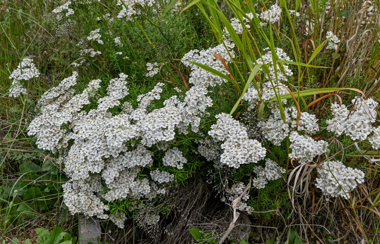 Image of Achillea ptarmicifolia specimen.