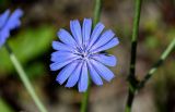 Cichorium intybus