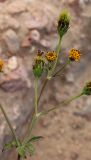 Bidens pilosa. Верхушка растения с цветущими и отцветшими соцветиями-корзинками. Египет, окр. г. Эль-Дабаа (пос. Мадина), газон (сорняк). 25.12.2023.